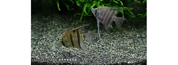 「レオポルディ・エンゼル」