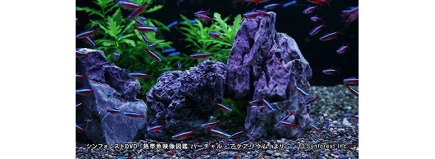 「カージナルテトラ」