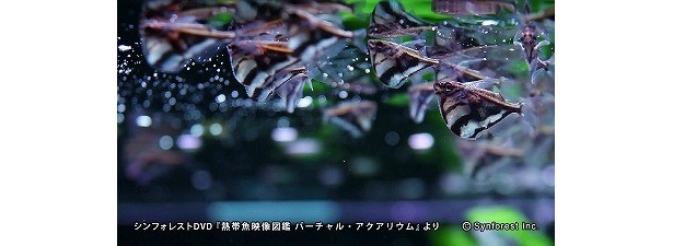 「マーブルハチェット」