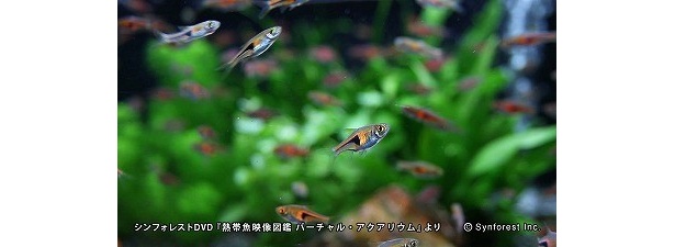 画像14 場所 手間いらず 105種類の 熱帯魚 を自宅で飼う方法 ウォーカープラス