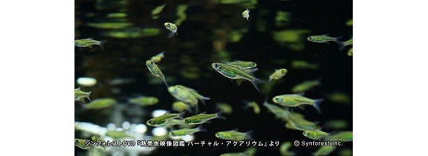「ミコラスボラ・ブルーネオン」