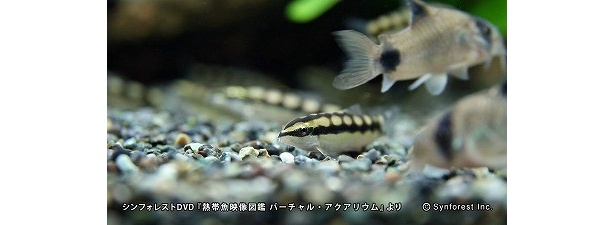 「ドワーフボティア」