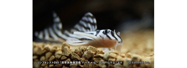 「インペリアルゼブラプレコ」