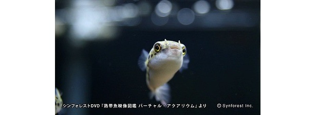 「ミドリフグ」