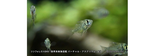 画像19 場所 手間いらず 105種類の 熱帯魚 を自宅で飼う方法 ウォーカープラス