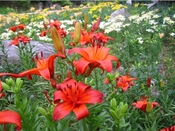 6月中は境内のユリもキレイに咲く。｢花庭園｣を要チェック！