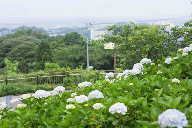 九州のアジサイ名所 若松の絶景 アジサイが美しい北九州市 高塔山公園 ウォーカープラス