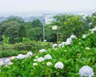 【九州のアジサイ名所】若松の絶景×アジサイが美しい北九州市｢高塔山公園｣