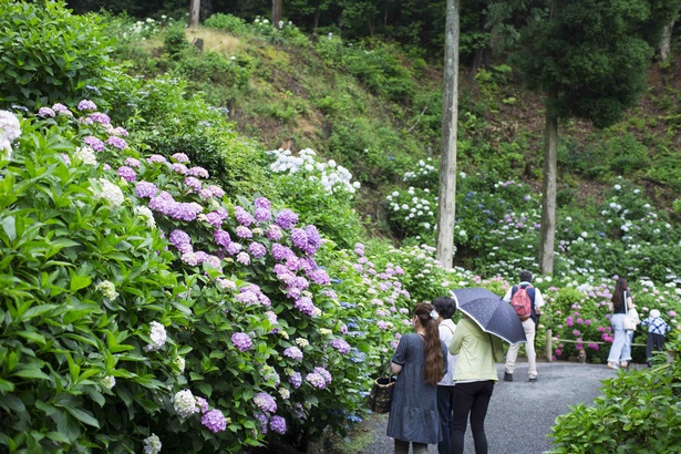 九州のアジサイ名所 約7000株に囲まれた あじさい寺 福岡県 千光寺 ウォーカープラス