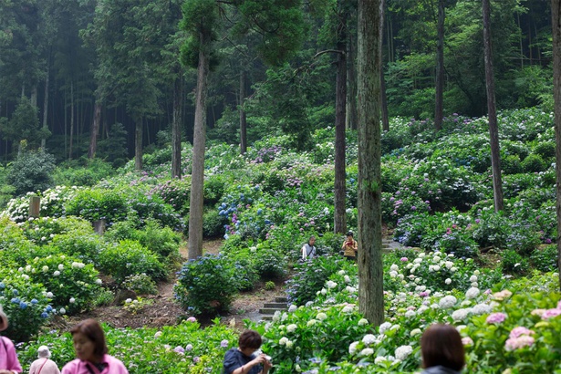 山の斜面を覆うカラフルな花々。階段を進むと園内全景を望む高台に行ける