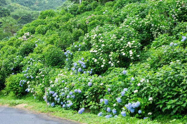 川の向かい側には山がそびえ、アジサイもちらほら