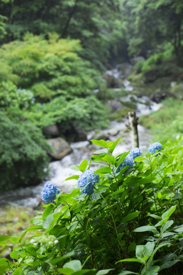 川沿いの遊歩道はアジサイづくし。動きやすい靴と服装で出かけよう