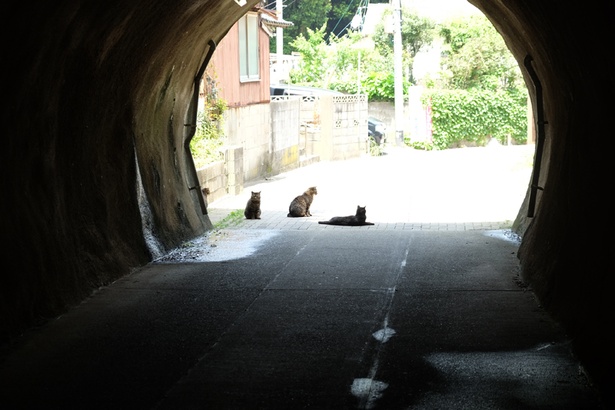 福岡の離島で出会ったニャンコ