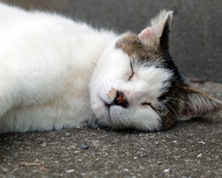 【写真特集】ネコ好き悶絶！福岡の離島で出会ったニャンコたち全40枚