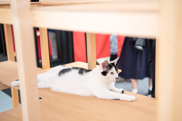「江戸ねこ茶屋」のネコたち