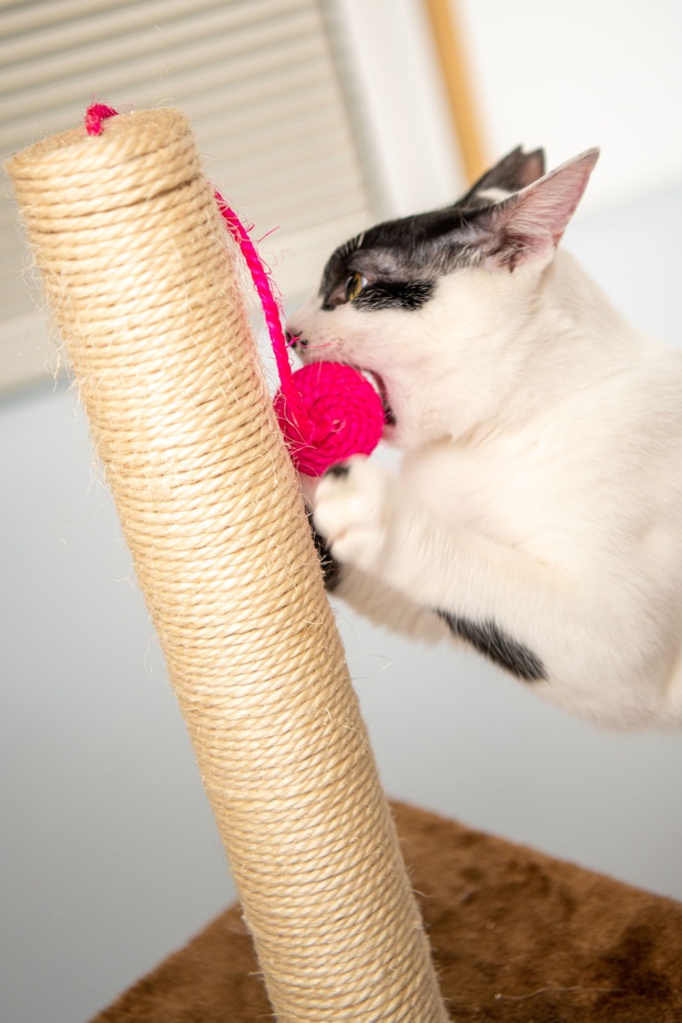「江戸ねこ茶屋」のネコたち