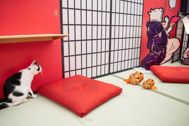 「江戸ねこ茶屋」のネコたち