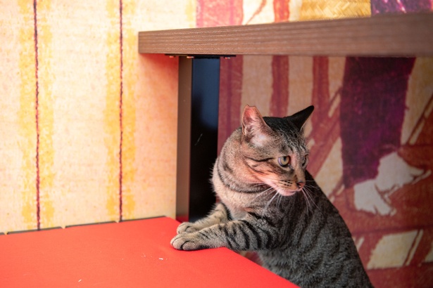 「江戸ねこ茶屋」のネコたち