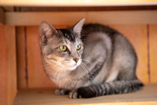 「江戸ねこ茶屋」のネコたち