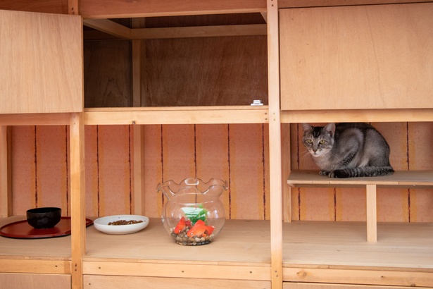 「江戸ねこ茶屋」のネコたち