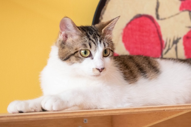 「江戸ねこ茶屋」のネコたち