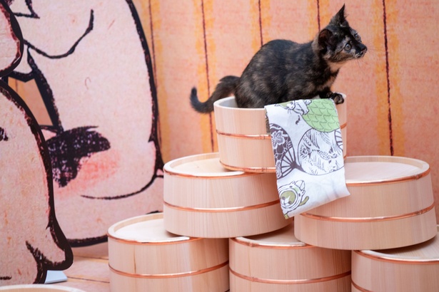「江戸ねこ茶屋」のネコたち