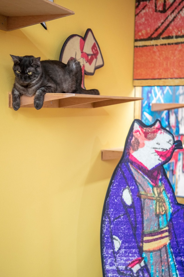 「江戸ねこ茶屋」のネコたち