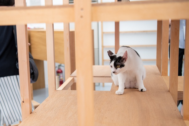 「江戸ねこ茶屋」のネコたち