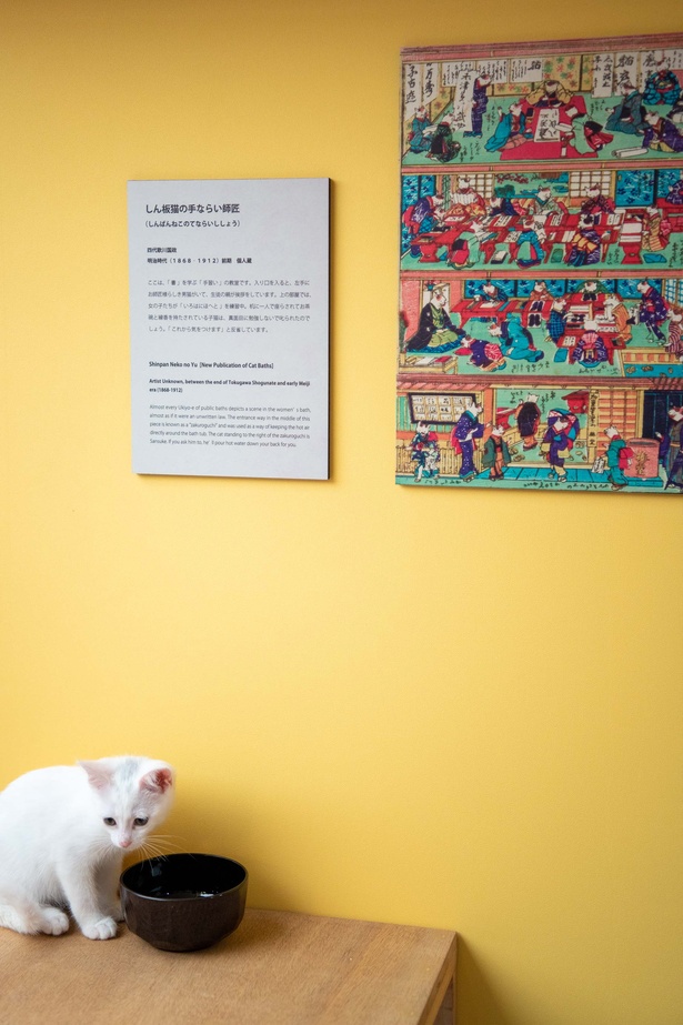 「江戸ねこ茶屋」のネコたち