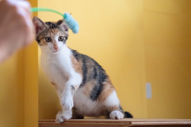「江戸ねこ茶屋」のネコたち