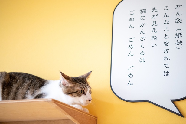 「江戸ねこ茶屋」のネコたち