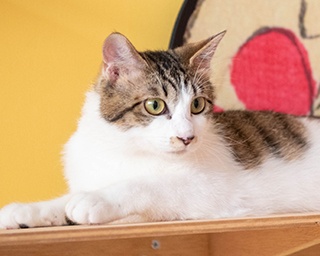 癒される～！「江戸ねこ茶屋」のもふもふネコたち【画像40点】