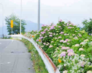 【九州のアジサイ名所】アジサイ横目に爽快ドライブ！佐賀県｢国見湖畔公園 」周辺