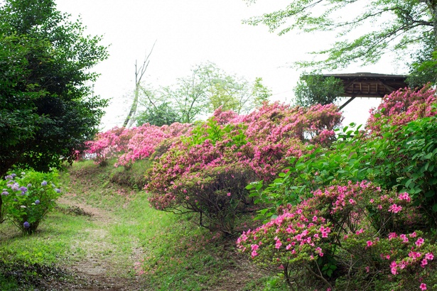 画像5 9 九州のアジサイ名所 絶景 史跡 季節の花と見事な競演 大分県 大辻公園 アジサイ園 ウォーカープラス