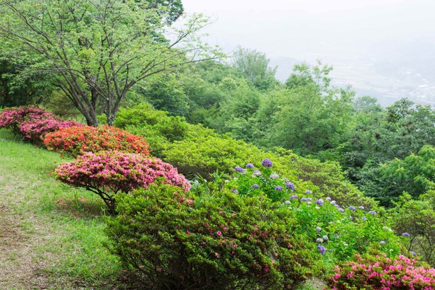 画像2 9 九州のアジサイ名所 絶景 史跡 季節の花と見事な競演 大分県 大辻公園 アジサイ園 ウォーカープラス