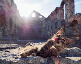 世界の猫にうっとり！あの大人気“ネコ歩き”写真展が北九州にやって来る