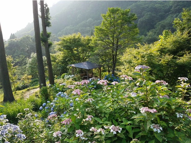 九州のアジサイ名所 160品種10万株 日本最大級のアジサイが迎える 鹿児島県 東雲の里 ウォーカープラス