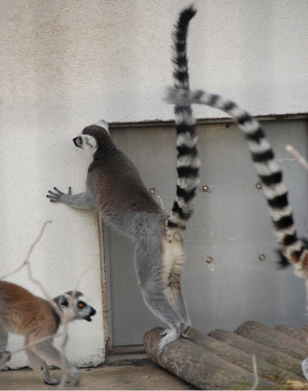 旭山動物園 意外な役割 使い道も 動物しっぽコレクション ウォーカープラス
