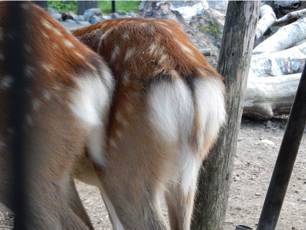 旭山動物園 意外な役割 使い道も 動物しっぽコレクション ウォーカープラス