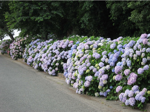 九州のアジサイ名所 有明海の絶景が広がる 熊本県 住吉自然公園 を囲む初夏の花風景 ウォーカープラス