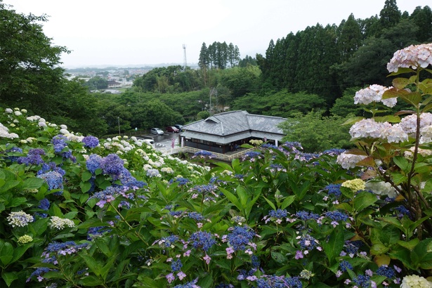 絶景を背に青、赤、白など21種のアジサイが咲く。フォトスポットとしても人気