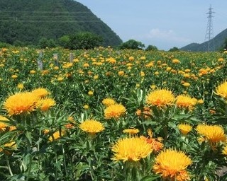 映画『おもひでぽろぽろ』の舞台・山形県高瀬地区で「山形紅花まつり」開催