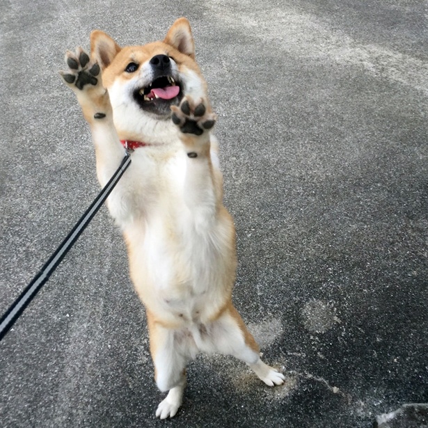 仲良し柴犬親子“たま＆ミケ”