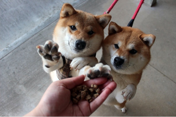 仲良し柴犬親子“たま＆ミケ”