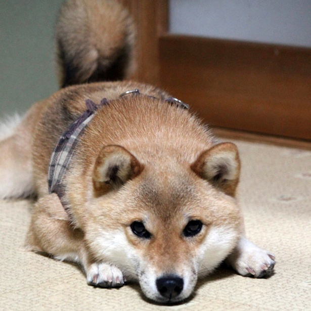 仲良し柴犬親子“たま＆ミケ”