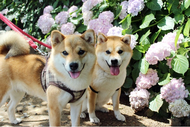 仲良し柴犬親子“たま＆ミケ”
