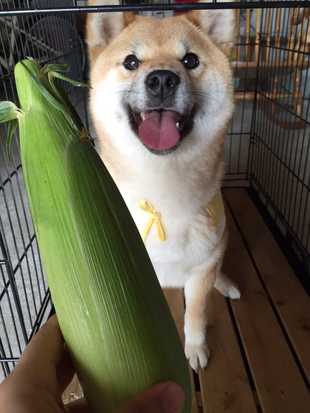 仲良し柴犬親子“たま＆ミケ”