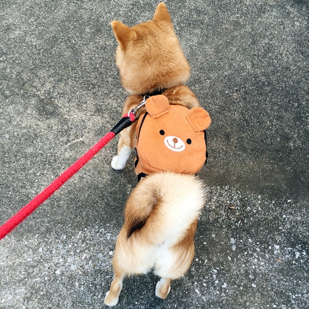 仲良し柴犬親子“たま＆ミケ”