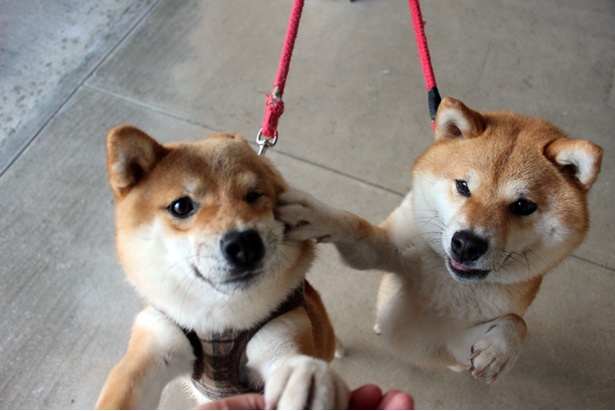 仲良し柴犬親子“たま＆ミケ”