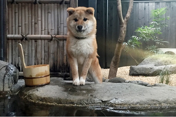 画像19 40 写真特集 大人気 柴犬親子 たま ミケ の愛らしい仲良しショット全40枚 ウォーカープラス